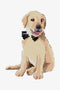 Golden Retriever DMC Cross Stitch Kit